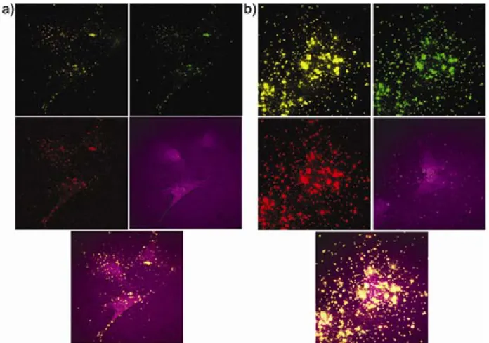 Figure 3. Multiphoton images of (a) A549 cancer cells treated with Au NRs and (b) A549 cancer cells treated with Au NR-in-shell nanostructures