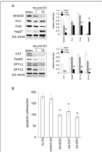 Figure 2 Expression of stress proteins and antioxidant enzymes in the lesion center. (A) Western blot analysis shows time course change in the expression levels of MnSOD, Prx1, Prx6, Hsp27, catalase (CAT), Hsp60, DPYL2 and DPYL5