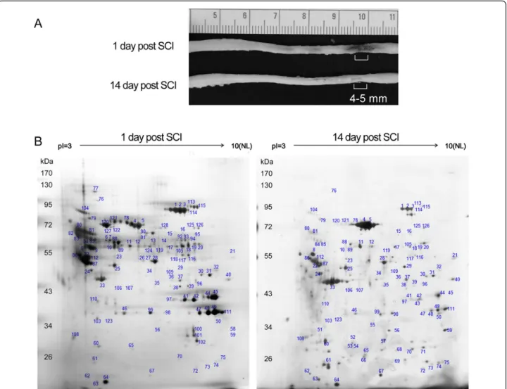 Figure 1 Proteome analysis of the lesion center of the injured spinal cord. (A). The injured spinal cords were collected at day 1 (acute) and day 14 (subacute) after SCI