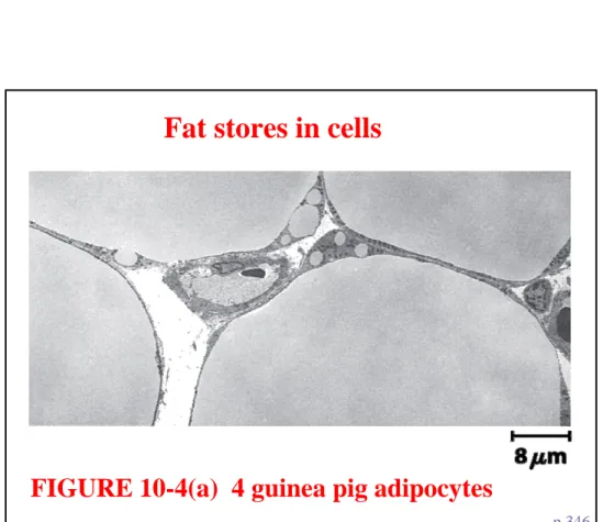 FIGURE 10-4(a)  4 guinea pig adipocytes
