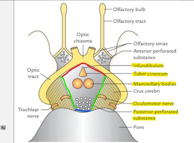 圖 中 可 看 出 大 腦 腳 間 凹 (interpeduncular  fossa) 的 邊 界 由 視 交 叉 (optic  chiasma)、視徑(optic tract)、大腦腳(crus cerebri)、橋腦上緣(pons)所圍成，其內 含物有灰白結節(tuber  cinereum)、漏斗(infundibulum)、乳頭體(mammillary  bodies) 、 動 眼 神 經 (oculomotor  nerve) 、 後 篩 質 (posterior  perforated  s