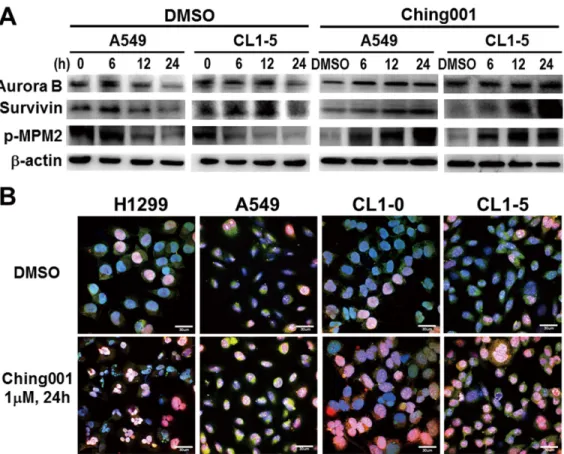 Figure 2. Ching001 induces M-phase arrest and DNA damage. (A) Western blot analyses of mitosis-related proteins after 1 mM Ching001 treatment for indicated times in lung cancer cell lines
