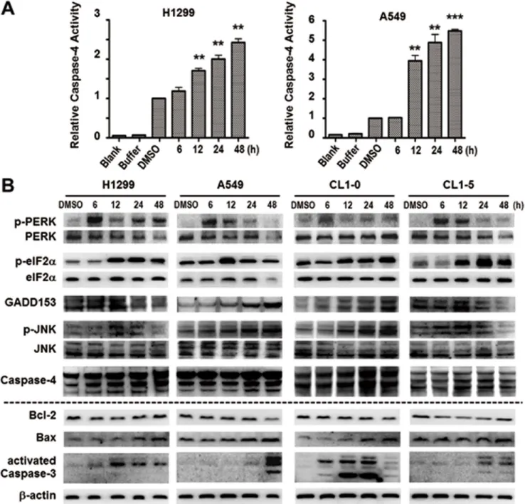 Figure 4. Ching001 induces ER stress mediated apoptosis. (A) The caspase-4 activity increased time-dependently after 1 mM Ching001 treatment in both A549 and H1299 lung cancer cell lines at indicated times
