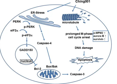 Figure 7. Summary of the possible anti-tumor mechanisms of Ching001. Rapid cell cycle progression is one of the features of the proliferated cancer cell