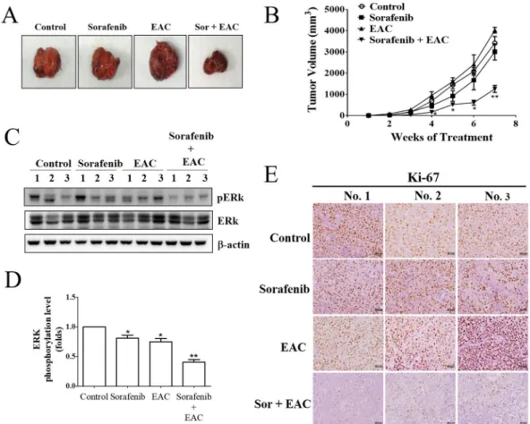 Figure 8.  In vivo efficacy of sorafenib/EAC combination in an ectopic xenograft model of HCC