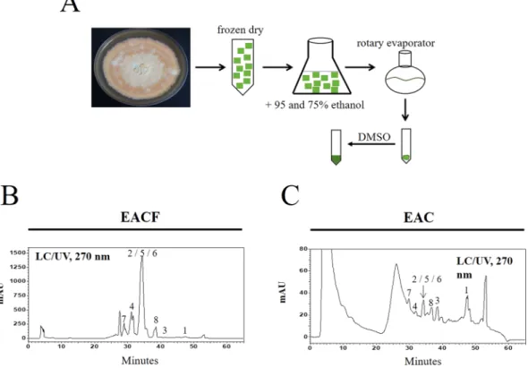 Figure 1.  The preparation and identification of the major triterpenoids in A. cinnamomea extract