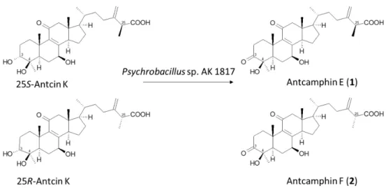 Figure 3. Biotransformation process of antcin K by the Psychrobacillus sp. AK 1817 strain. 