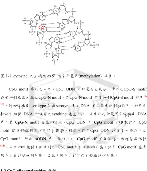 圖 1-1. cytosine  之五碳醣的 5’  端有甲基化(methylation)  現象。 