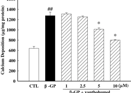Fig.  3  Xanthohumol  inhibits  β-GP-induced  calcification  in  VSMCs.  Calcification  was  induced  by  the  addition  of β-glycerophosphat  (β-GP)