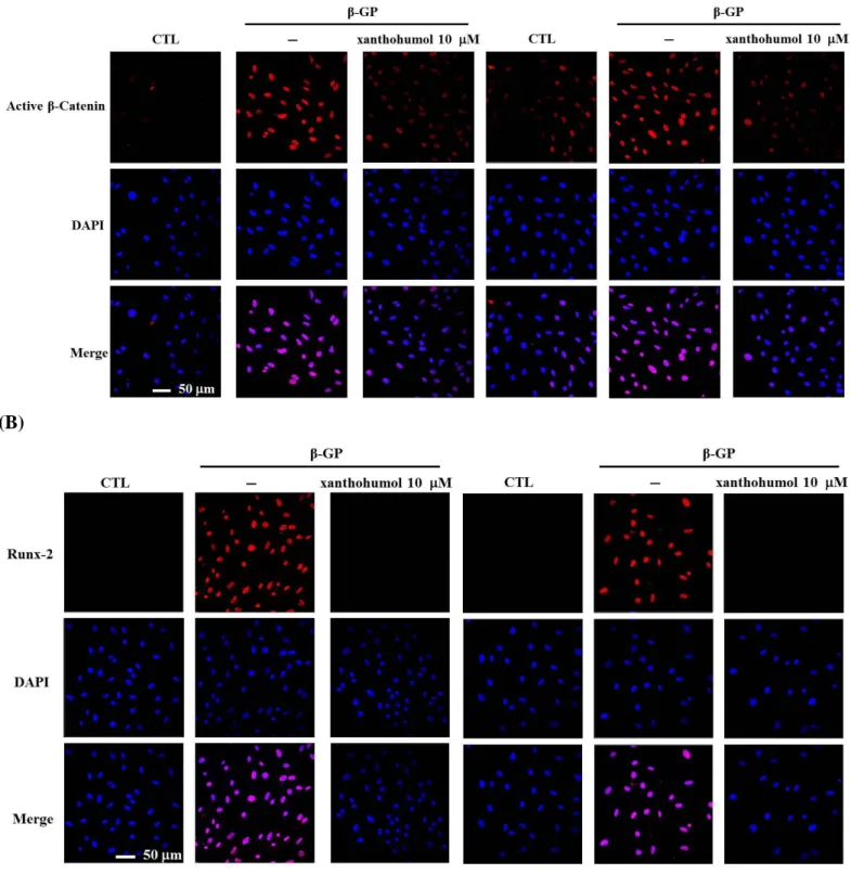 Fig. 6 Effect of xanthohumol on active β-catenin and Runx-2 expressions in rat VSMCs.  VSMCs were  treated  with  β-GP  (10  mM)  without  or  with  xanthohumol  (10  M)  for  48  h