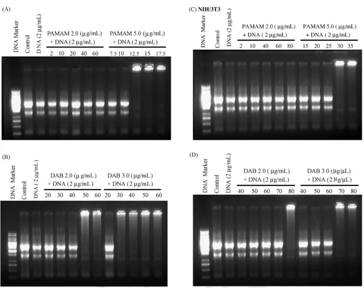 Fig. 3. Electrophoresis of isolated RNA from (A, B) U937 and (C, D) NIH/3T3 cells treated with complexes between dendrimers (PAMAM (PAMAM 2.0 and 5.0) and PPI (DAB 2.0 and 3.0)) and DNA (2 ␮g/mL) with an increasing concentration of dendrimers