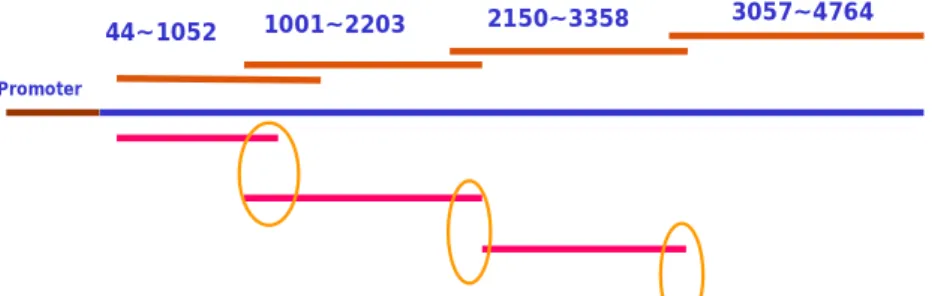 Fig. 2. The partial PCR fragments located from 5’ through 3’ were  amplified according to the Gen Bank no