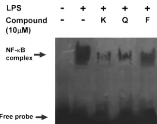 Figure 6. RT-PCR analysis of iNOS mRNA expression. RAW 264.7 cells were cultured with LPS (1 µg/mL) alone or in combination with indicated amounts of flavonol at 37 ° C in 5% CO 2 for 15 h
