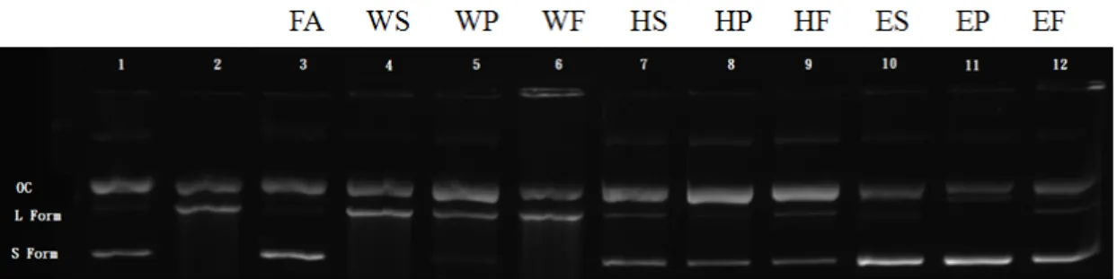 Figure 3. DNA damage protection assay results for crude extracts of Hylocereus polyrhizus parts