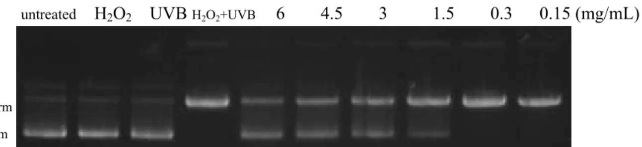 圖 4-10  蔓越莓水粗萃（CWC）－保護 pUC DNA 電泳圖 
