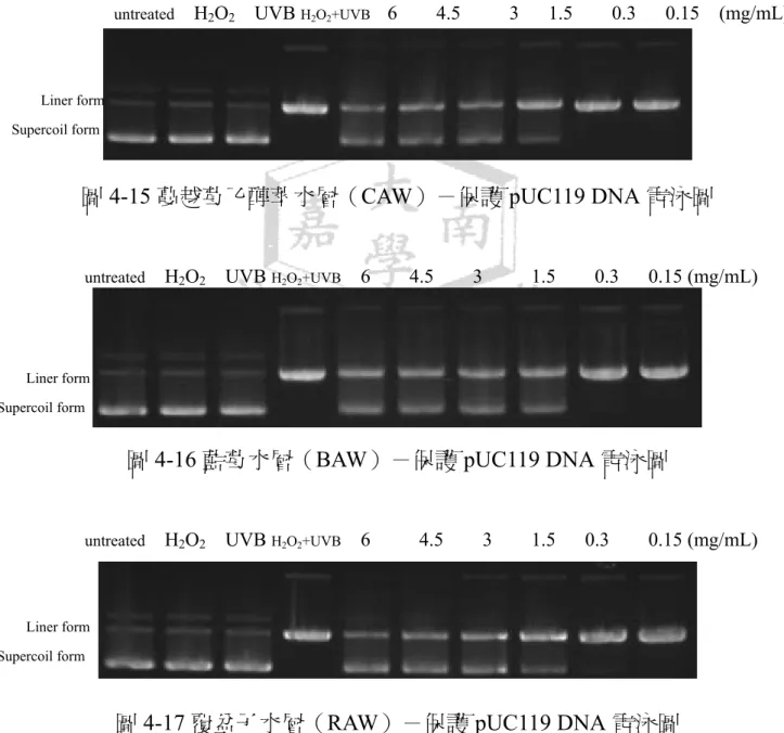 圖 4-14 蔓越莓水萃水層（CWW）－保護 pUC119 DNA 電泳圖 