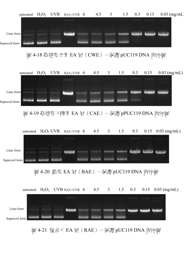 圖 4-18 蔓越莓水萃 EA 層（CWE）－保護 pUC119 DNA 電泳圖 