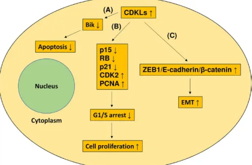 FIGURE 4  Cellular effects of CDKL overexpression in GC. CDKL overexpression can elicit 3 possible effects