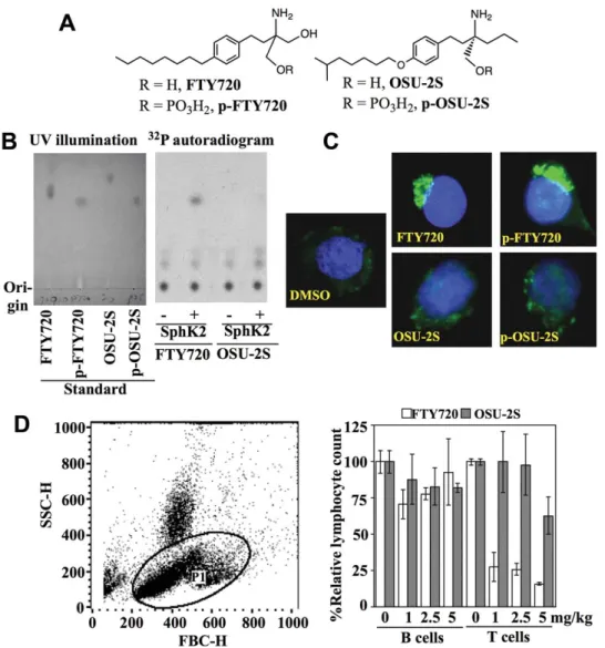 Fig. 1. Evidence that OSU-2S is nonimmunosuppressive. (A) Chemical structures of FTY720 and OSU-2S