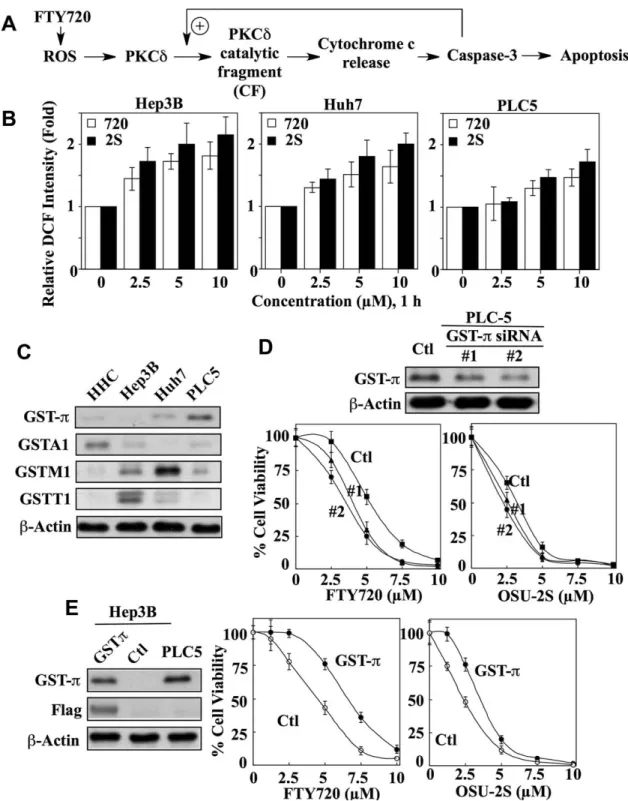 Fig. 3. The reactive oxygen species (ROS)-PKCd signaling pathway is involved in OSU-2S–mediated apoptosis in HCC cells