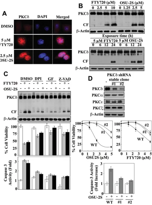 Fig. 4. Role of PKC d–caspase-3 signaling in mediating the antiproliferative effect of OSU-2S