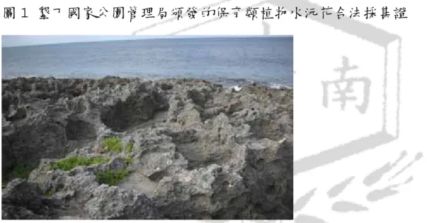 圖 2 水沅花生長在海岸潮間帶邊的珊瑚礁岩地形 
