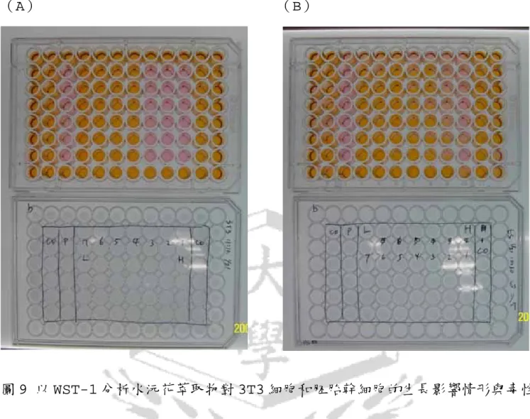圖 9 以 WST-1 分析水沅花萃取物對 3T3 細胞和胚胎幹細胞的生長影響情形與毒性 效應（A）3T3 細胞（B）胚胎幹細胞 