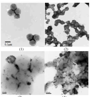 圖 5. Poly (MAA-NIPAAM)空心磁性乳膠顆粒 TEM 圖，