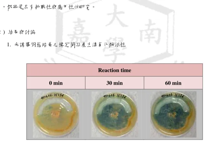 圖 1.  樟芝菌株 BCRC35398 經光照後，以 ABTS 初步進行酵素活性測試之檢測結果。 