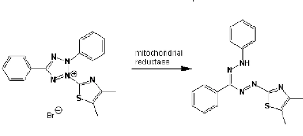 圖  11、MTT  與  NADH  的反應機制  3-6-2  實驗方法 