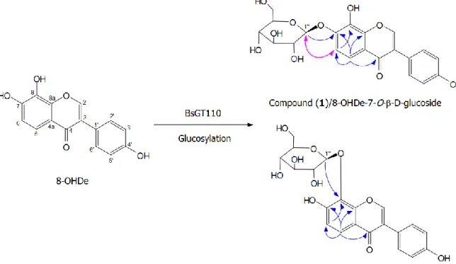 Figure 8. Biotransformation process of 8-OHDe by BsGT110. The key HMBC (H–C, blue arrows) and  NOESY (pink arrows) correlations of Compound (1) and Compound (2)