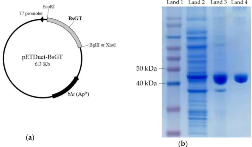 Figure 3. Expression and purification of the BsGTs from B. subtilis ATCC 6633 in E. coli