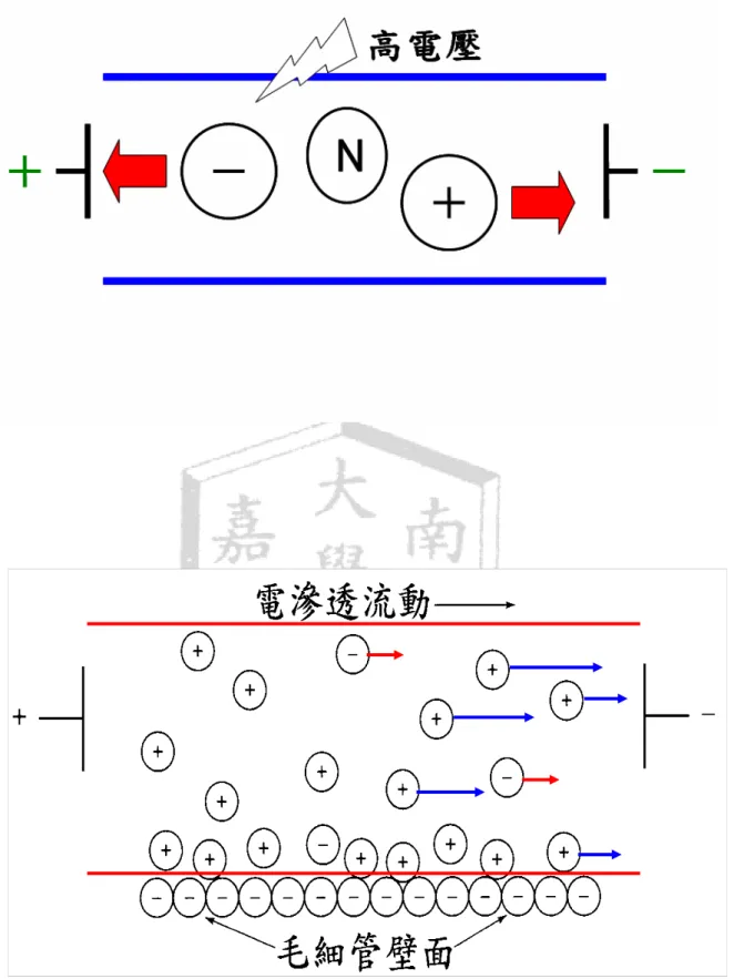 圖 3.電泳中粒子移動情形 