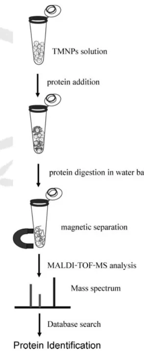 Figure 1. Schematic illustration of protein digestion per- per-formed using trypsin-immobilized magnetic nanoparticles in a water bath.