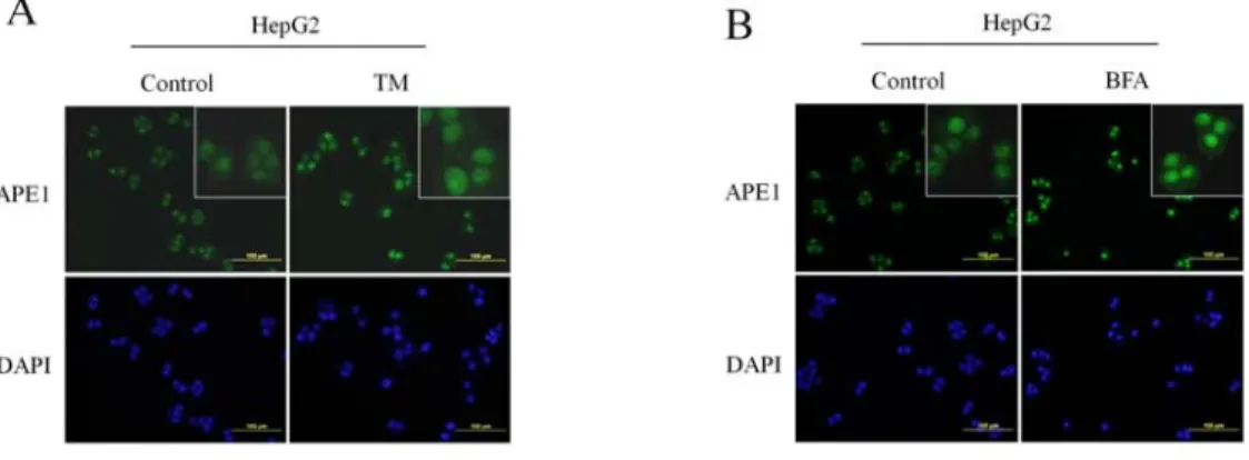 Figure 2.  內質網壓力對 APE1 表現的影響。(A, B)  以 TM 和 BFA 來處理 HepG2 及 Huh-7 細 胞，經過 0、3、6、12 及 24 小時後收集其 cell lysate 並以西方墨點法來分析 APE1、GRP78 及 tubulin protein 的表現量。 