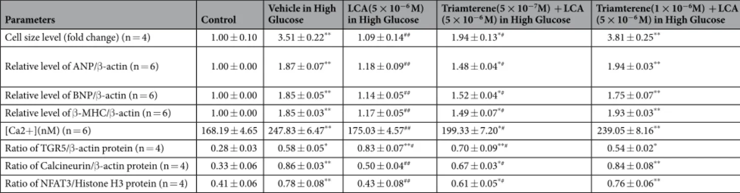 Table 2.  Triamterene inhibited the effects of lithocholic acid (LCA) on the mRNA levels of hypertrophic  biomarkers and intracellular calcium ions, in addition to the quantified data from Fig. 1C,D The changes  in cell size shown in Fig. 1C were quantifie