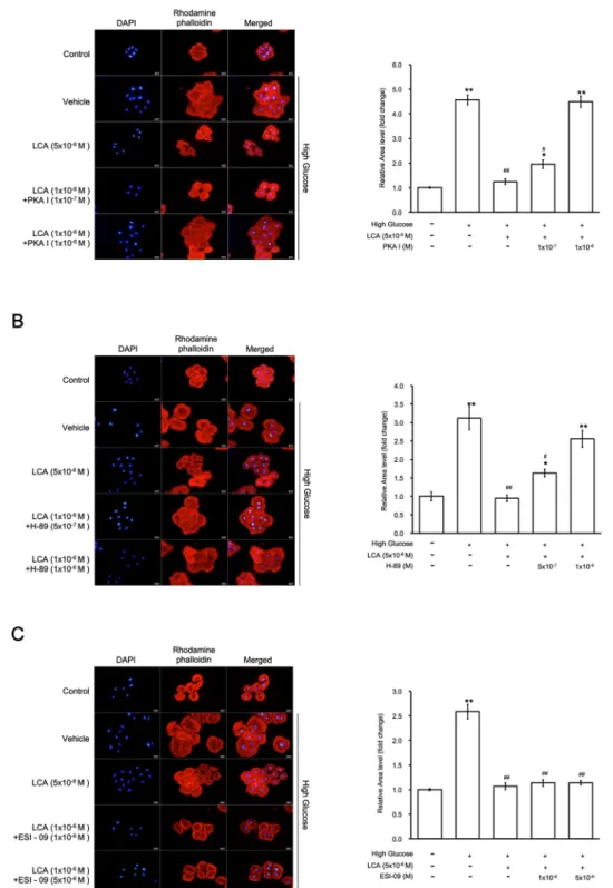 Figure 4.  The effects of lithocholic acid (LCA) on hypertrophy are mainly mediated through protein kinase A  (PKA) in H9c2 cells