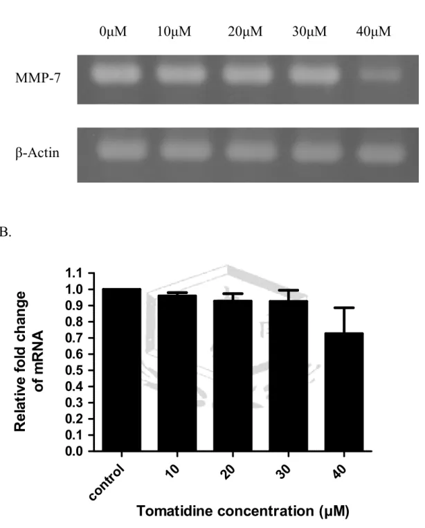 圖 5. Tomatidine 抑制 A549 細胞 MMP-7 的表現 