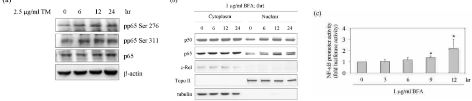 Figure 2. 以 APE1 shRNA 來探討 APE1 和內質網壓力對細胞的影響。(a) 首先以 APE1 shRNA plasmid 送入到 HepG2 及 Huh-7 細胞裡，經過 48 小時培養後收集蛋白質並以西方點墨法來分析 APE1 及-actin 表現量。(b) 同時我們也將這些轉殖有 APE1 的細胞給予 TM (tunicamycin) 經過 48 小時後以 MTT 來測量細胞存活率。n=3, bars, SD (*, P < 0.05, St ude nt ’ s t t 