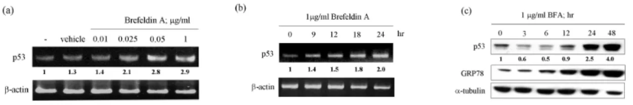 Figure 4. 內質網壓力誘導 p53 的表現。(a)及(b)利用 BFA 以 dose-depentent manner 及 time- time-dependent manner 以 RT-PCR 來分析 p53 mRNA 在內質網壓力下表現的情形。(c) 進一步我們 使用 BFA 來處理 MCF-7 細胞 0、3、6、12 及 24 小時，收集細胞蛋白質後以 p53、GRP78 及