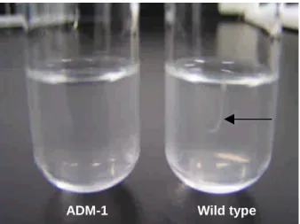 Figure 2 Aggregation analysis of V. vulnificus ADM-1 strain and wild type after treatment of antimicrobial peptide polymyxin B