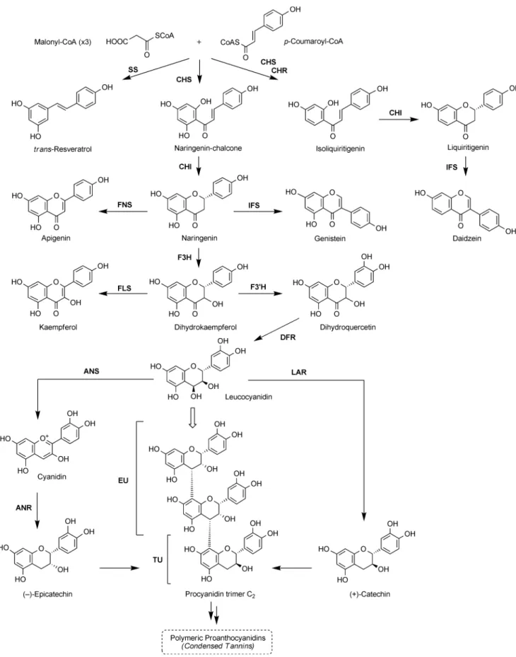 Fig. 3 Schematic diagram of the stilbene and flavonoid biosynthetic pathways. Enzyme abbreviations: SS, stilbene synthase; CHS, chalcone synthase;
