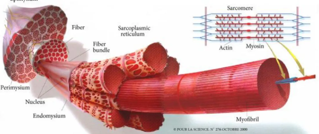 圖 2.  肌肉的一般組織圖。骨骼肌主要由肌纖維及結締組織組成，後者在肌肉中的分布：包圍每條肌纖維 的內肌膜、將纖維束的肌肉分隔之肌束膜、及將肌肉的外部封包之外肌膜。在纖維內，肌原纖維占 據幾乎整個胞內體積，肌纖維的收縮單元為肌小節。來源：Listrat et al