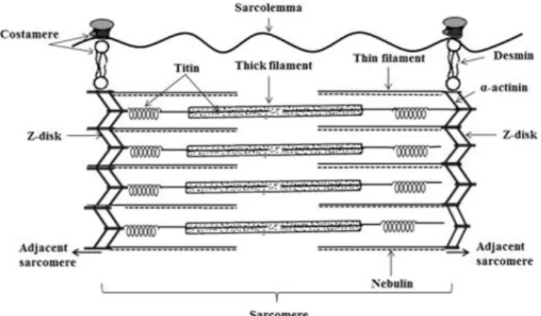 圖 8.  肌原纖維的主要組成分示意圖。來源：Ahmed et al. (2015)。  維與肌膜連接之細胞骨架結構，構成的蛋 白質包括：血影蛋白(spectrin)、紐蛋素 (vinculin)、α-輔肌動蛋白(α-actinin)、肌萎 縮蛋白(dystrophin)、踝蛋白(talin)及細絲蛋 白 (filamin) ， 而中 間肌 絲 主要 包括 結 蛋 白，在 Z-盤處連結肌原纖維，結蛋白由四 個分子量 53 kDa 的次單元組成，圍繞骨骼 肌中的 Z-盤，並在 Z-盤處連接相鄰的肌原 纖 維 