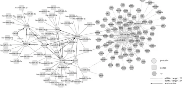 Fig. 1. TMMN for NSCLC network displayed using Cytoscape.  Square node and  hexagon denote miRNA and target gene respectively, Circular shape denotes transcription  factor