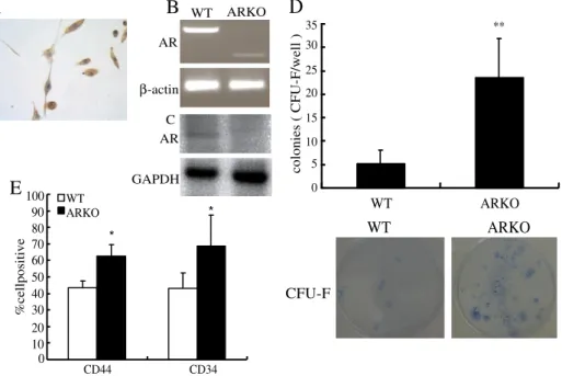 Fig. 3. The change of cell population in BMSCs from ARKO mice. The expression of AR on BMSC was demonstrated by Immunostaining, RT-PCR and Western blotting