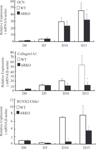 Fig. 4. The effect of AR on the osteogenesis-related maker gene expression during BMSC differentiation into osteoblastic lineage