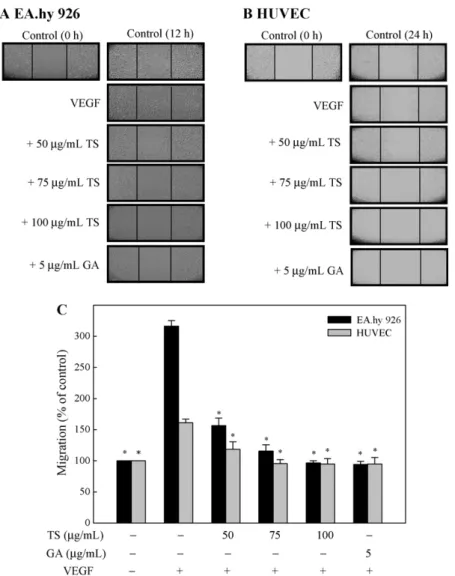 Fig. 2. TS extracts and gallic acid inhibit VEGF-induced migration of EA.hy 926 cells and HUVECs in an in vitro wound healing repair assay