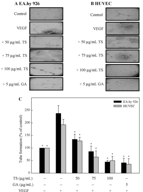 Fig. 4. TS extracts and gallic acid inhibit VEGF-induced tube formation by EA.hy 926 cells and HUVECs