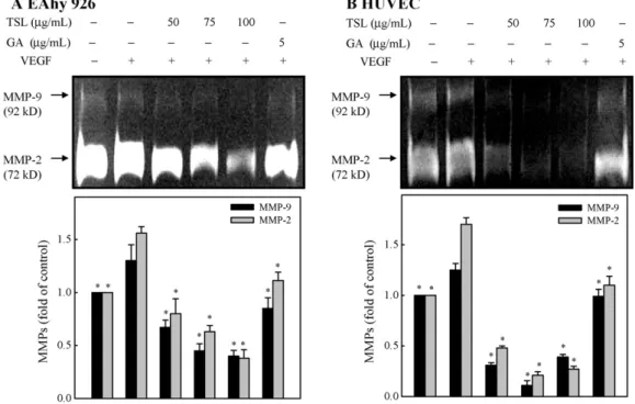 Fig. 5. TS extracts and gallic acid inhibit the activity of MMP-9 and MMP-2, respectively, in VEGF-stimulated EA.hy 926 cells (A) and HUVECs (B)